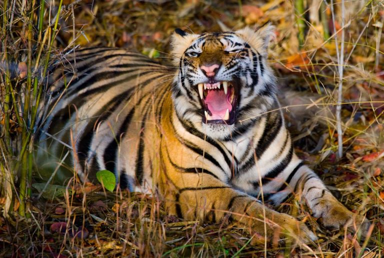 Tigers, one of the most venerated and majestic creatures on Earth, are notably absent from Africa. Despite the continent’s diverse and abundant wildlife, tigers are not native to Africa. Here are the main reasons why: