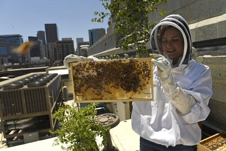 Urban Beekeeping: Cultivating Honey and Sustainability in Cities